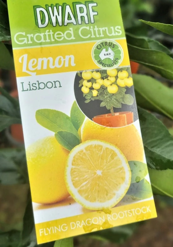 carton-image
